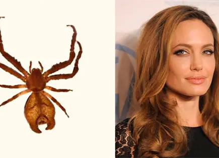 Sidymella malefica, araña nombrada en honor a Angelina Jolie Sidymella malefica, araña nombrada en honor a Angelina Jolie