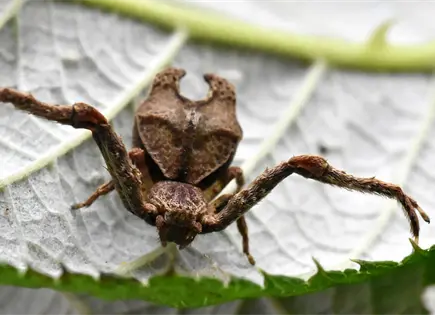 Un investigador describe 18 nuevos géneros y 339 especies de escarabajo en Ecuador Un investigador describe 18 nuevos géneros y 339 especies de escarabajo en Ecuador