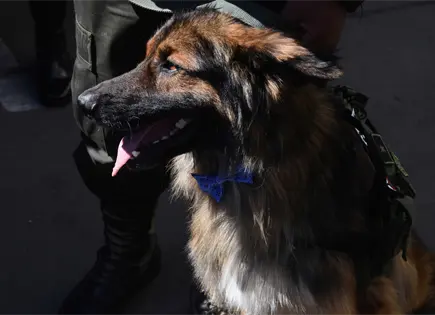 Polic&iacute;a de Bolivia nombra oficial al perro Rex por su valor