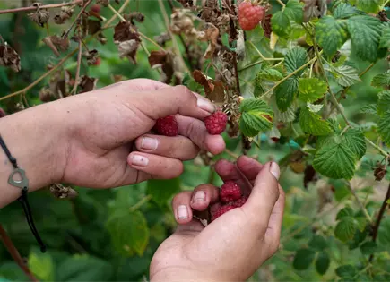 Sequ&iacute;a reduce cosecha de frambuesas en Arilje, la capital serbia del fruto