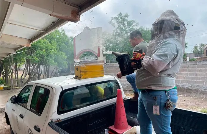 Retiran enjambre de abejas de escuela