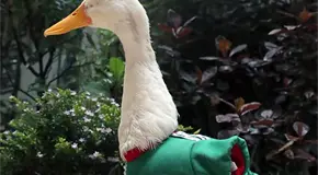 Famoso "Pato Merl&iacute;n" ya es marca registrada