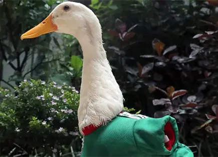 Famoso "Pato Merl&iacute;n" ya es marca registrada
