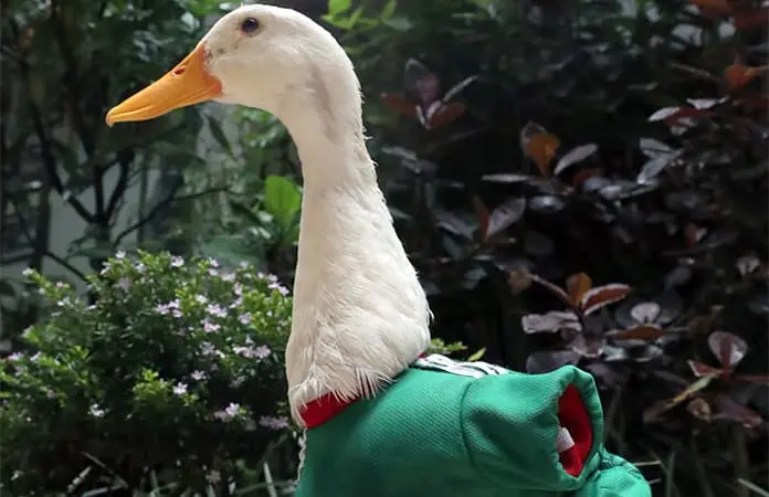 Famoso "Pato Merl&iacute;n" ya es marca registrada