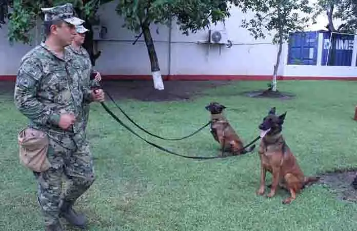 Unidad canina va contra los narcos