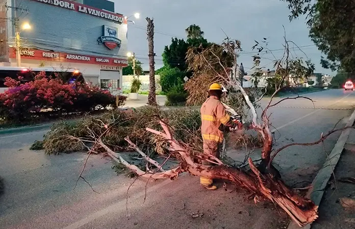 Viento derriba árbol en avenida Santa Ana
