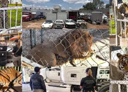 Detallan megadecomiso en SGS; hallan veh&iacute;culos y hasta fauna silvestre