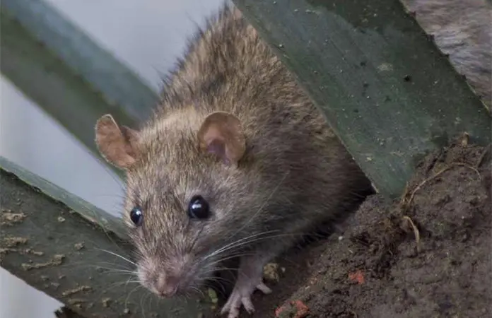 LAS SATANIZADAS RATAS