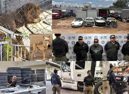 Hallan animales ex&oacute;ticos en predio de Los G&oacute;mez