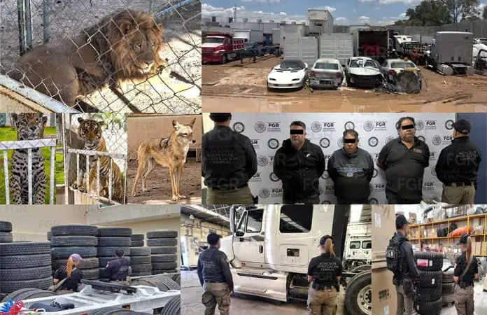 Hallan animales ex&oacute;ticos en predio de Los G&oacute;mez