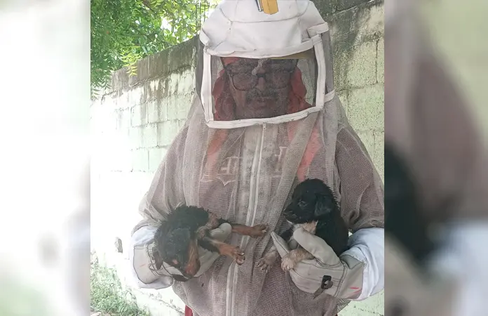 Ahora, abejas causan pánico en un kínder