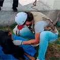 Canes callejeros atacan a perro y lo dejan herido