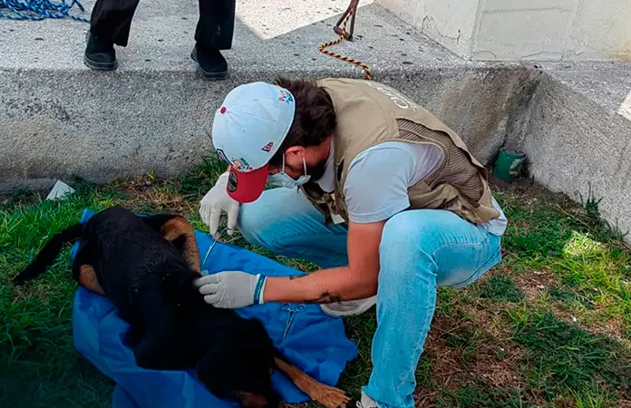 Canes callejeros atacan a perro y lo dejan herido