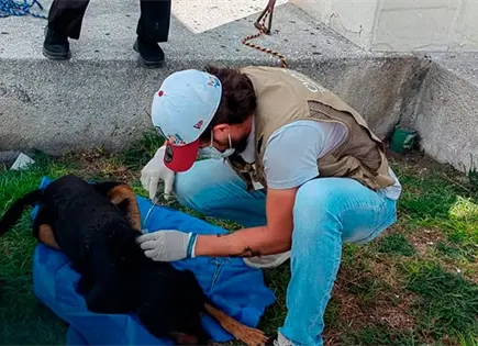 Canes callejeros atacan a perro y lo dejan herido Canes callejeros atacan a perro y lo dejan herido