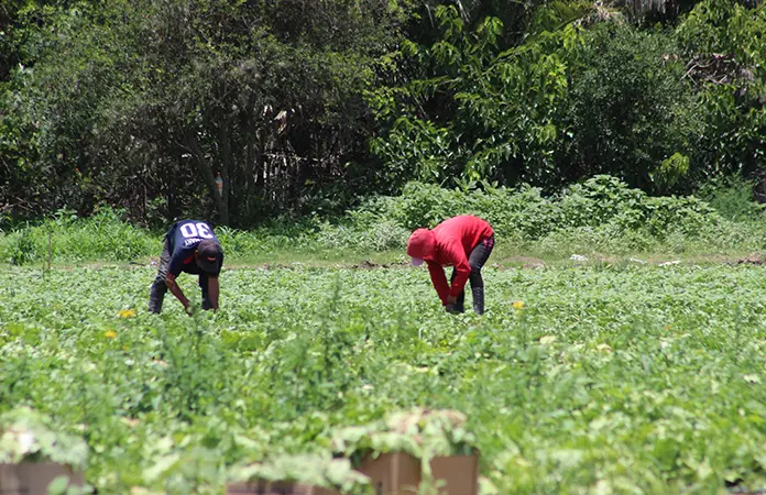 Lluvias sí beneficiaron a productores de cultivos