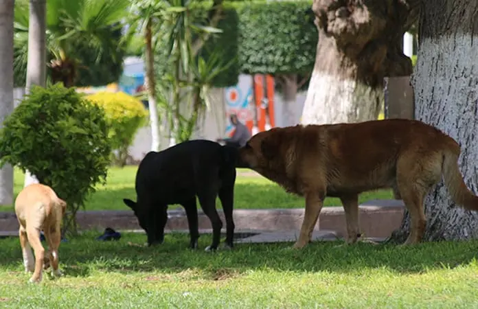Recibe Sindicatura de la capital denuncias por maltrato animal
