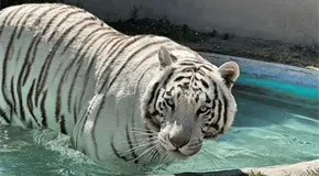 Capturan al tigre de bengala Kenzo tras cuatro días de búsqueda Capturan al tigre de bengala Kenzo tras cuatro días de búsqueda