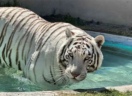 Aclaran que Animal Experience M&eacute;xico no era operado por la Semarnat