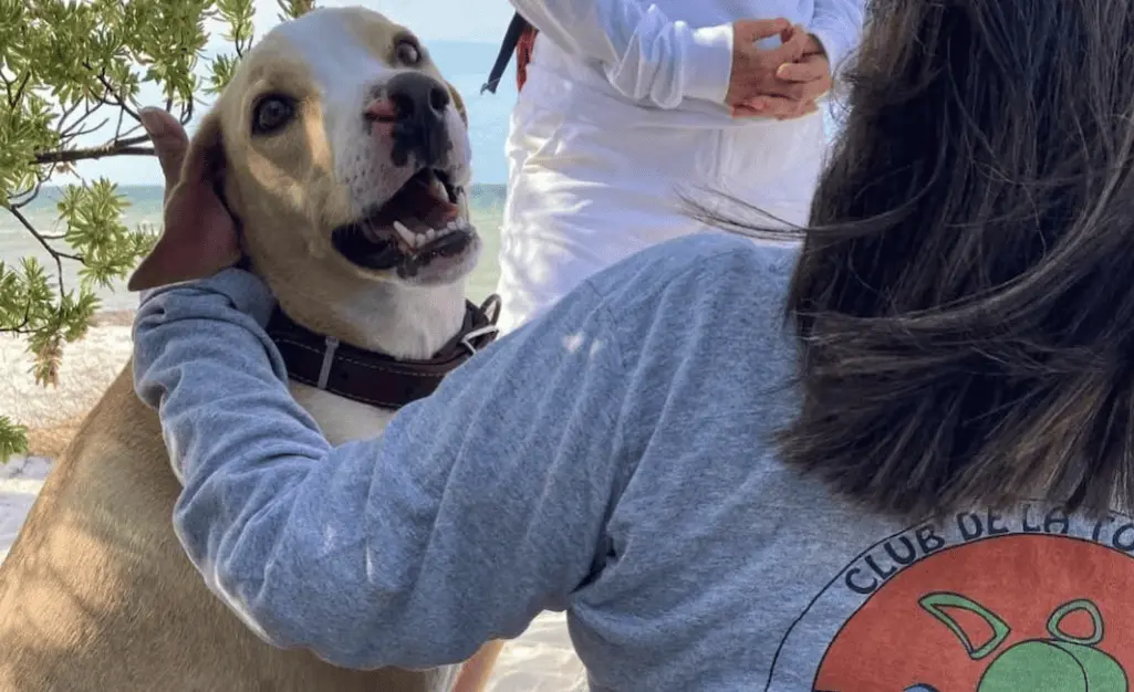 Muere Manchas, perro guardián de tortugas en Telchac Puerto