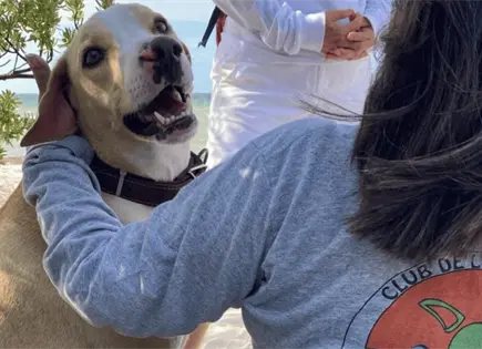 Muere Manchas, perro guardián de tortugas en Telchac Puerto Muere Manchas, perro guardián de tortugas en Telchac Puerto