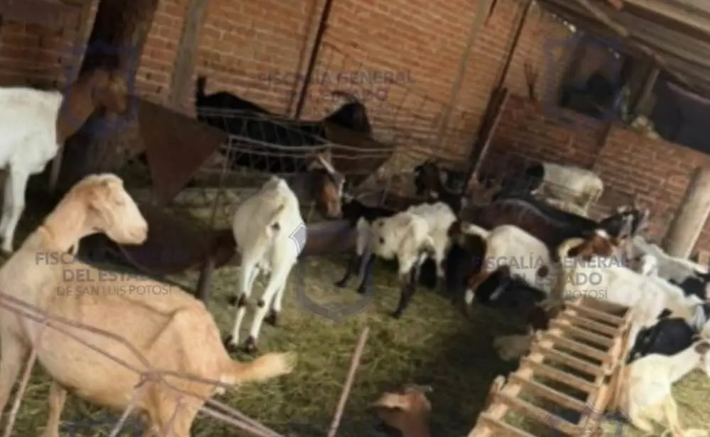 Policía de Investigación localiza ganado robado
