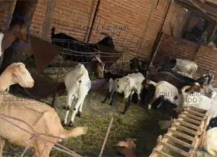 Policía de Investigación localiza ganado robado Policía de Investigación localiza ganado robado