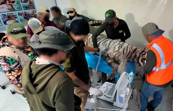 Cuestionan muerte de tigre de bengala Kenzo