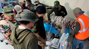 Cuestionan muerte de tigre de bengala Kenzo Cuestionan muerte de tigre de bengala Kenzo