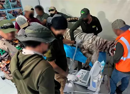 Cuestionan muerte de tigre de bengala Kenzo Cuestionan muerte de tigre de bengala Kenzo