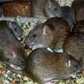 Denuncian criadero urbano de ratas Denuncian criadero urbano de ratas