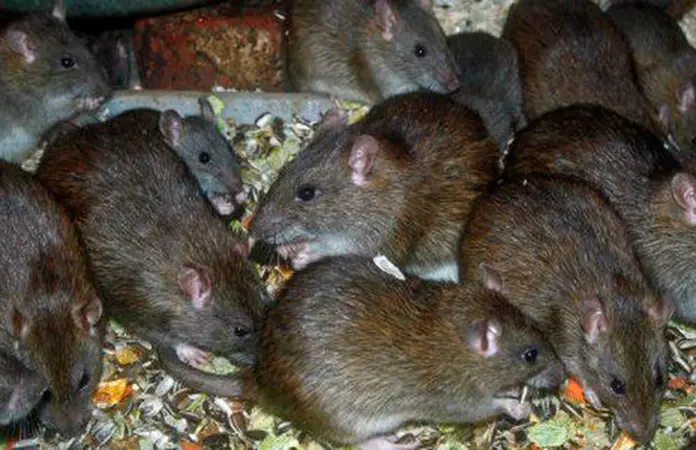 Denuncian criadero urbano de ratas