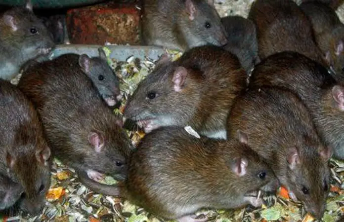 Denuncian criadero urbano de ratas Denuncian criadero urbano de ratas