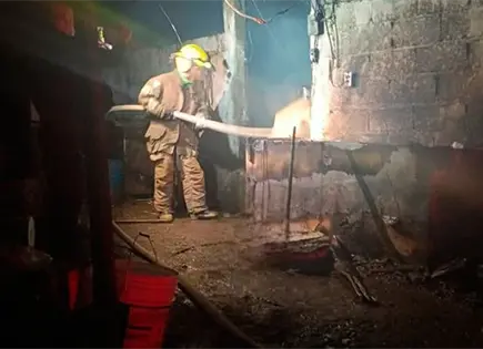 Mueren cochinitos calcinados en incendio Mueren cochinitos calcinados en incendio