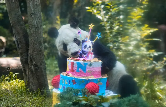 Xin Xin celebra 36 años