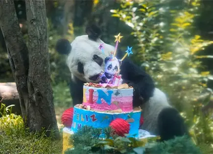 Xin Xin celebra 36 años Xin Xin celebra 36 años