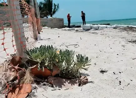 Clausuran predios en humedales de Yucatán Clausuran predios en humedales de Yucatán