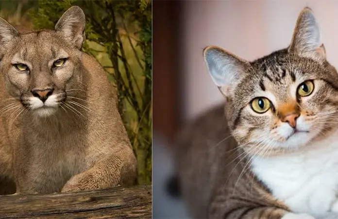 Crueldades a los animalitos
