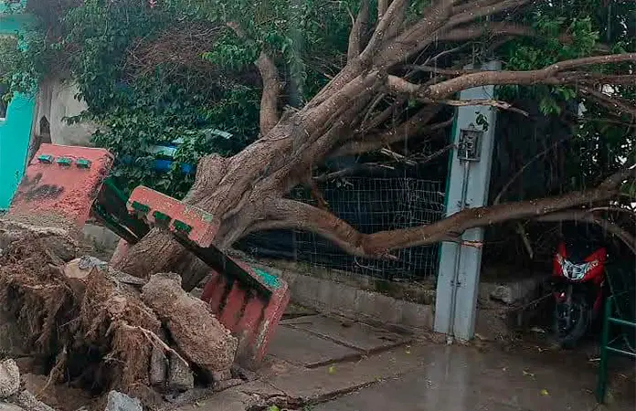 Se desploma un árbol en vivienda