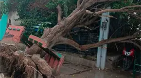 Se desploma un árbol en vivienda