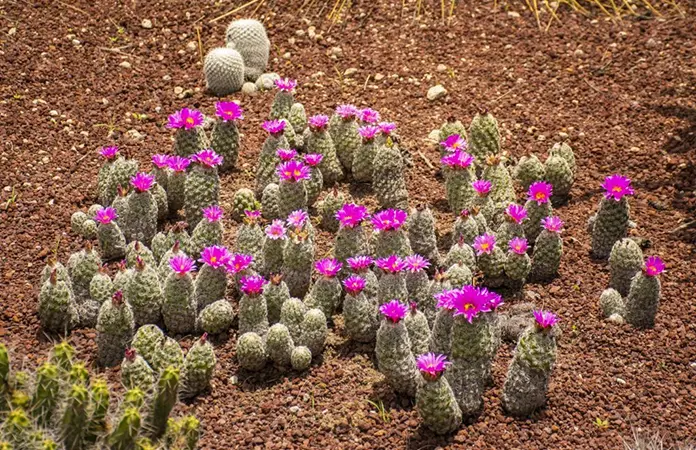 "La Exploración Botánica en SLP"
