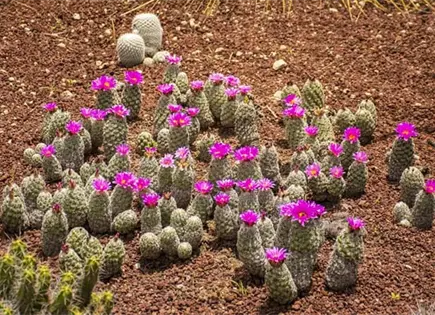 "La Exploración Botánica en SLP" "La Exploración Botánica en SLP"