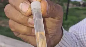 Detectan más casos de gusano barrenador