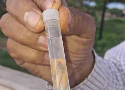 Detectan más casos de gusano barrenador Detectan más casos de gusano barrenador