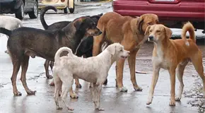 Persiste maltrato de perros en SGS