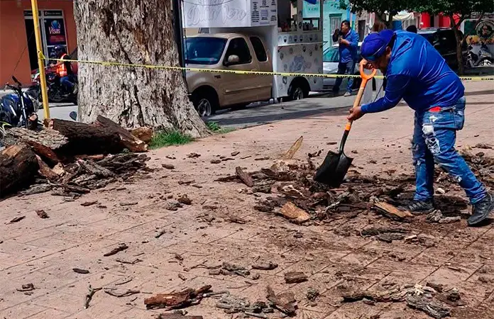 Se desploma rama de enorme árbol