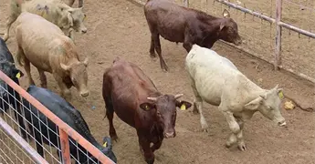 Yucat&aacute;n suma 37 casos confirmados de gusano barrenador