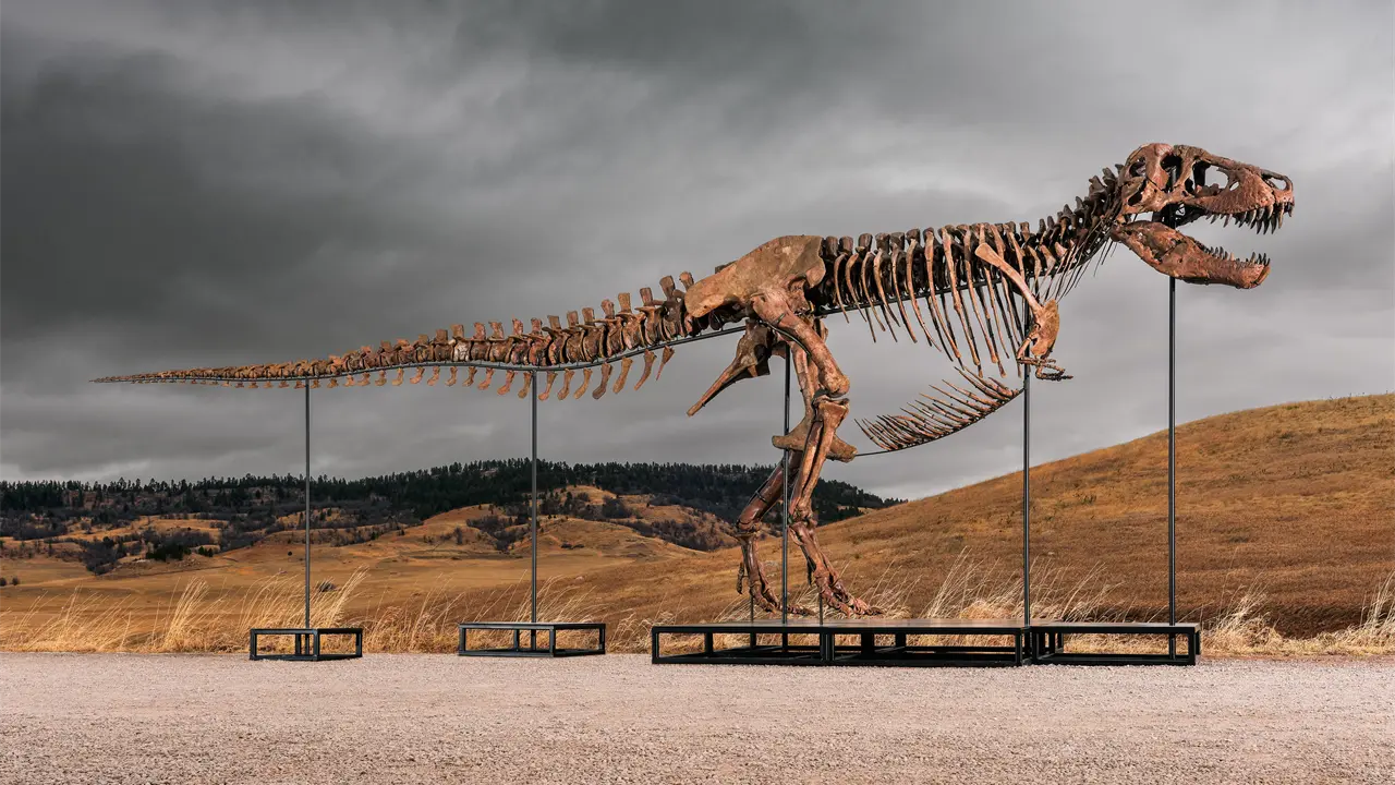 Fósil de Tyrannosaurus rex Gus alcanza precio récord en subasta de Sotheby´s