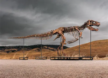 F&oacute;sil de Tyrannosaurus rex Gus alcanza precio r&eacute;cord en subasta de Sotheby&acute;s