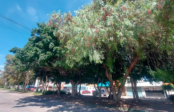 Lluvias en la Capital provocaron la caída de cuatro árboles