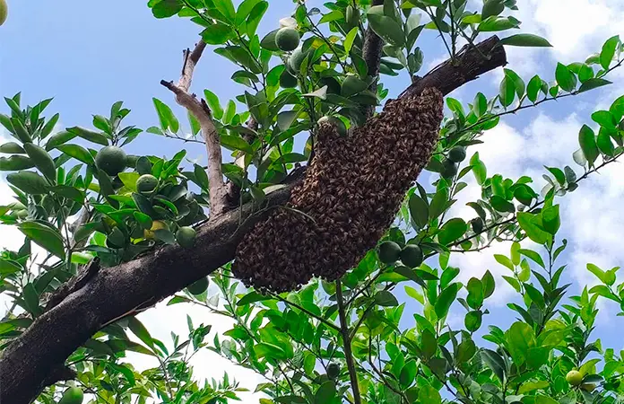Protección Civil retira enjambre de abejas